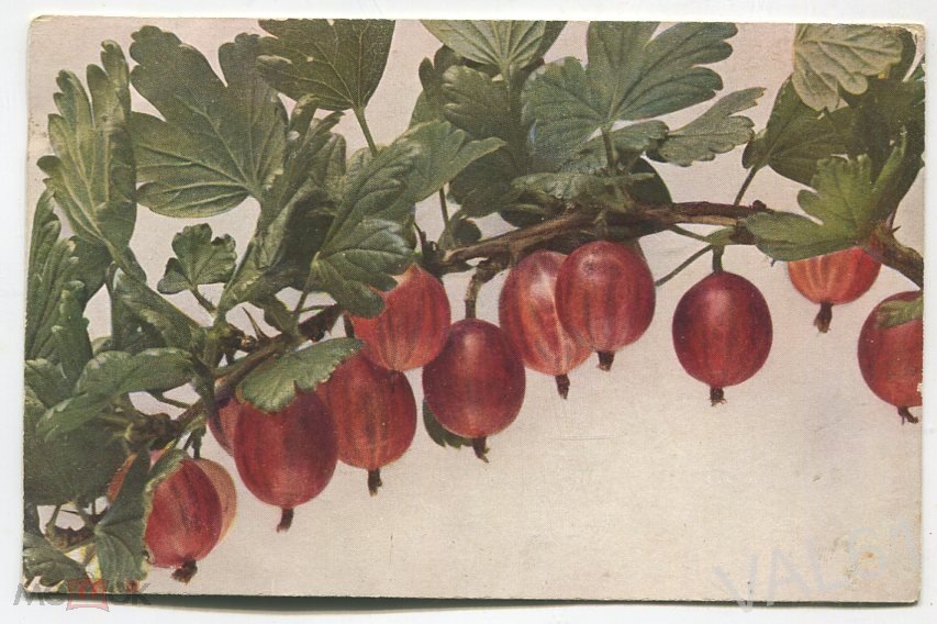 Источник фото: https://meshok.net/item/258758923_%D0%9A%D1%80%D1%8B%D0%B6%D0%BE%D0%B2%D0%BD%D0%B8%D0%BA