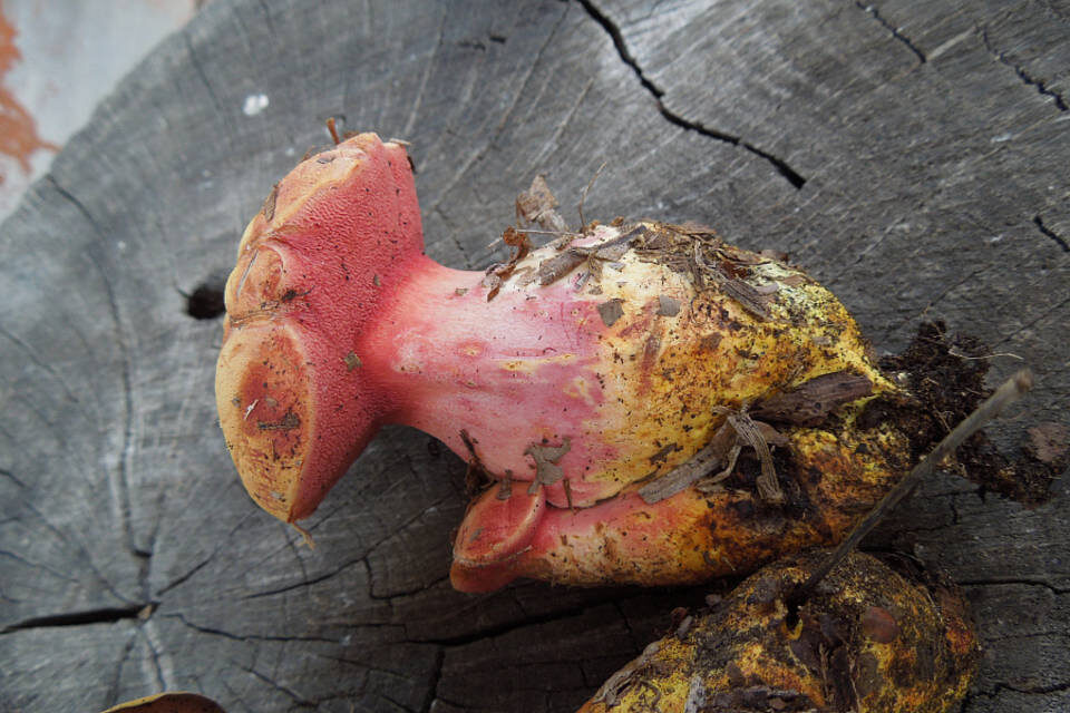    Фото: комитет природных ресурсов, лесного хозяйства и экологии Волгоградской области.