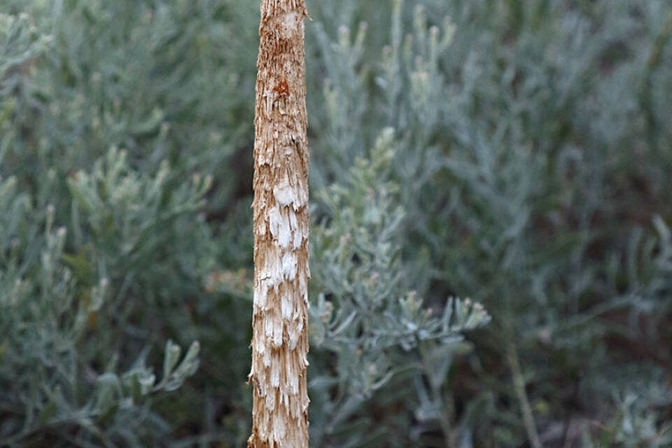    Фото: комитет природных ресурсов, лесного хозяйства и экологии Волгоградской области.