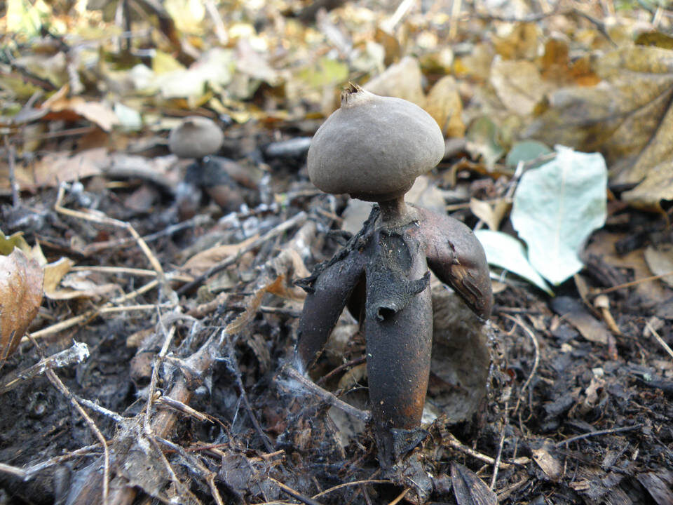    Фото: комитет природных ресурсов, лесного хозяйства и экологии Волгоградской области.