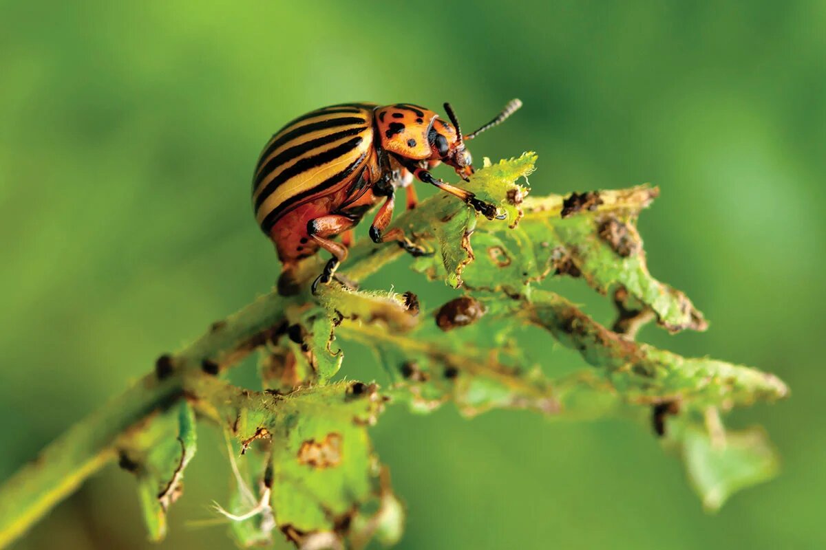 ТОП-5 Самых Злостных Вредителей Июля