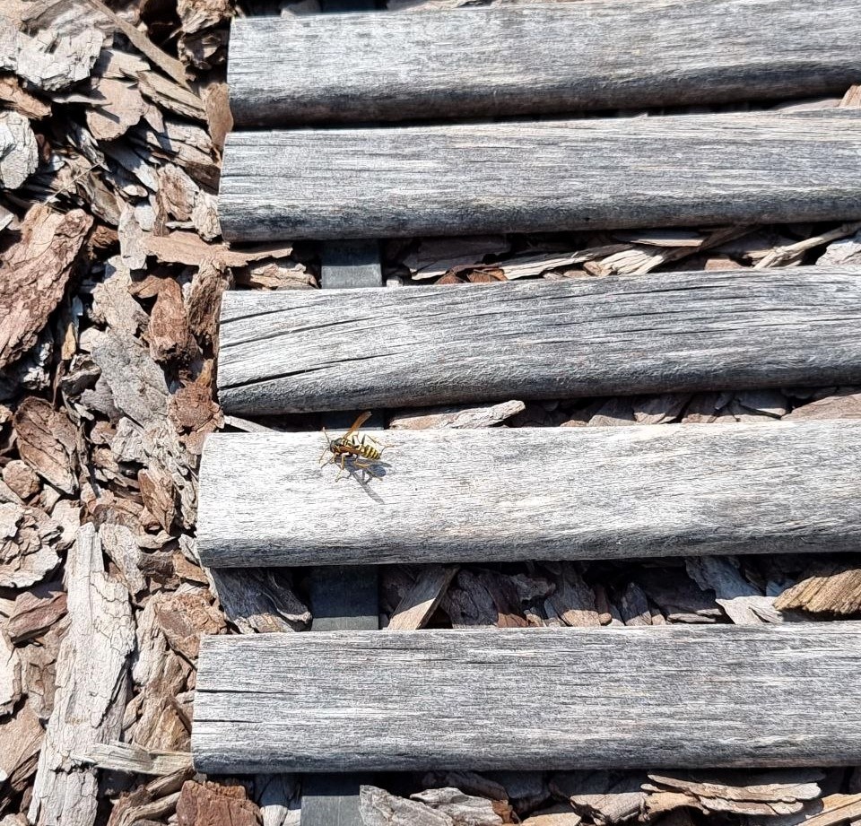 Оса собирает строительный материал.