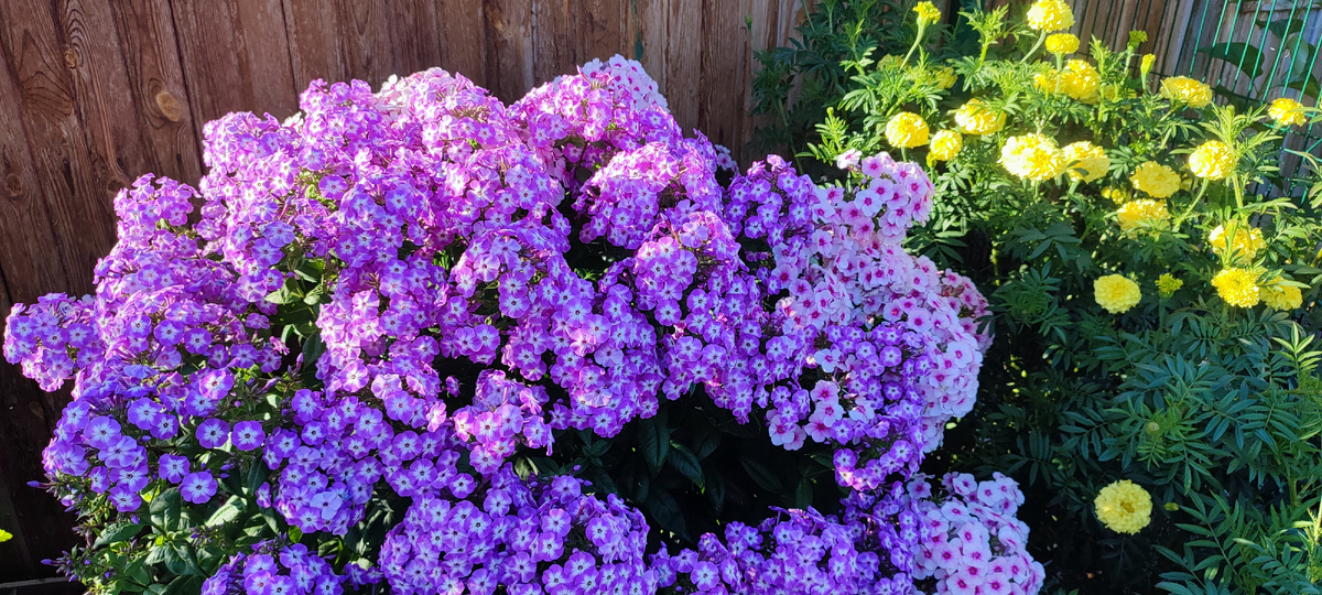 А вот так уже зацвели мои многолетние флоксы