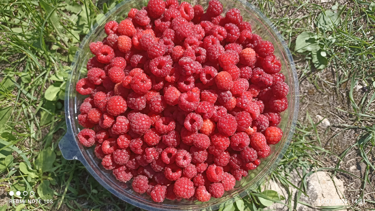 Собрали малину 2 кг 15.07.2025 года. Фото автора.