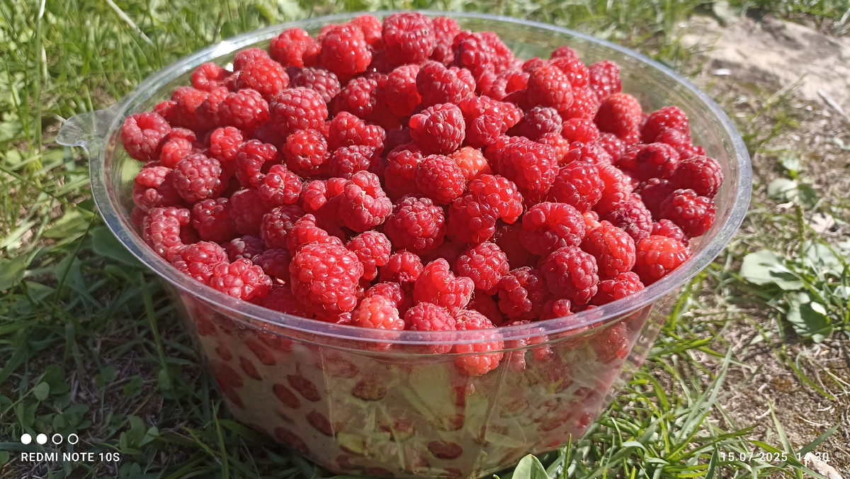 Собрали малину 2 кг 15.07.2025 года. Фото автора.