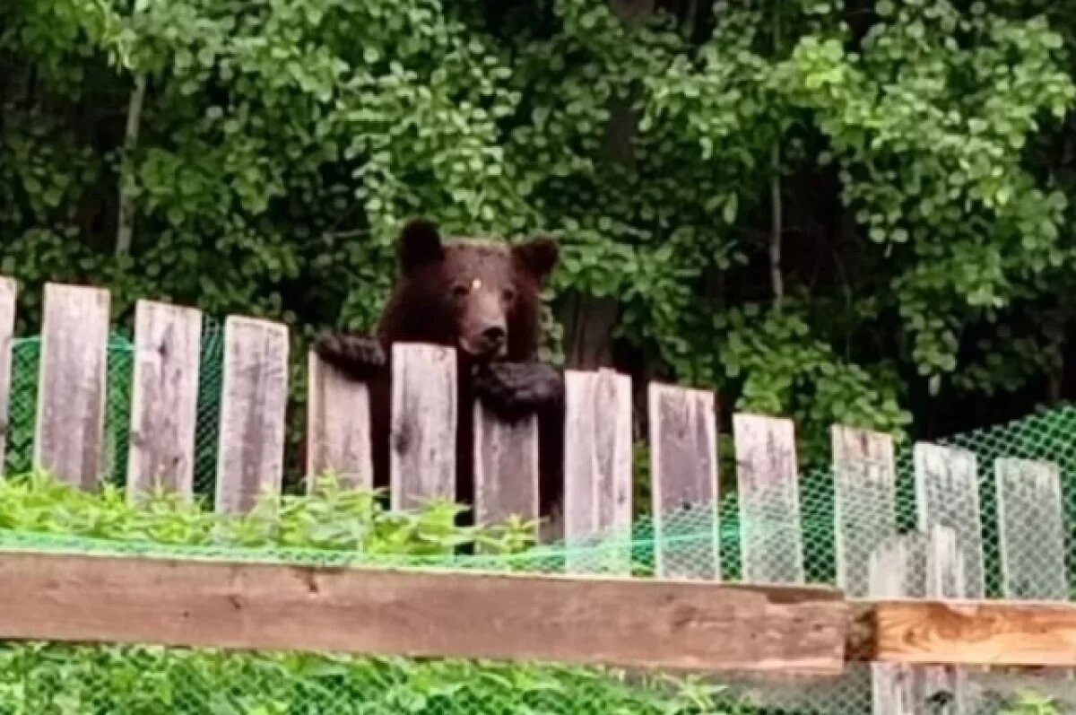    Медведи опасные животные.