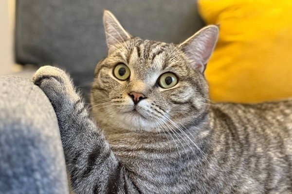 Фото: «Говорит Москва»