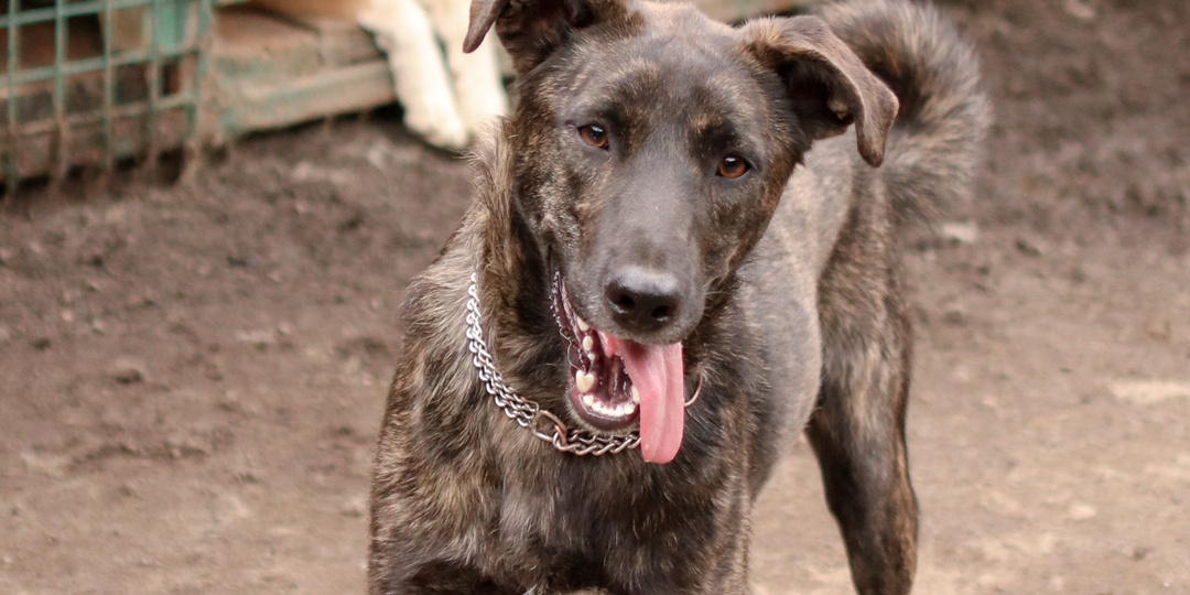 Собака, которая докажет, что внешность обманчива: Тигровая душа