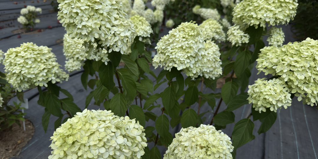 Как защитить метельчатую гортензию от ожогов соцветий в июле?