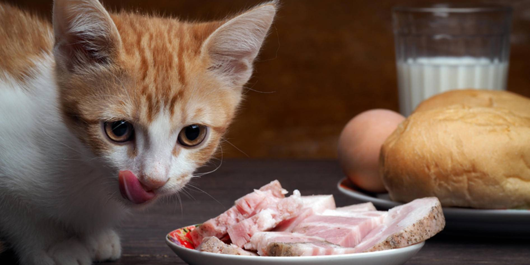 😾🍲 Можно ли кормить кошку кашей, супом и другой человеческой едой?