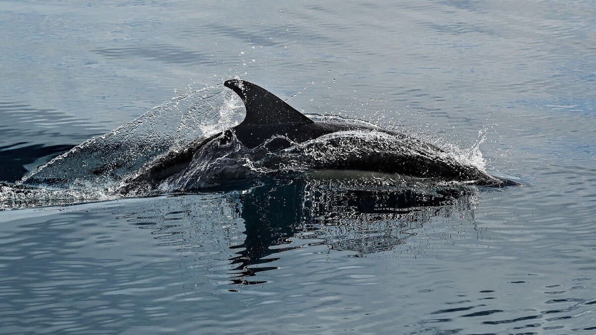     Источник: Pixabay