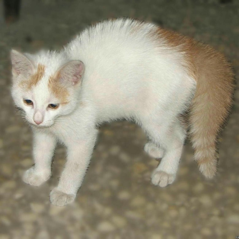 Фото с youla.ru для примера