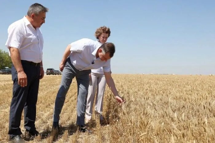Ростовская область столкнулась с самыми сложными условиями уборки зерновых на Юге / Фото: donland.ru