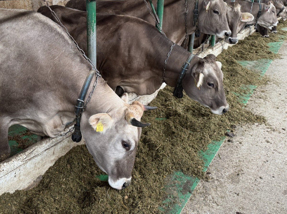    Более чем на 25% вырос объем реализации племенного молодняка КРС нижегородских компаний за первое полугодие 2025 года