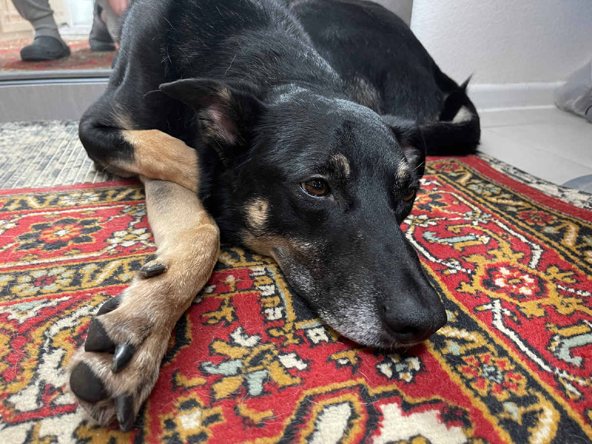 Блин... Какой я тут грустный, оказывается... Но тут я еще толком не знал своих новых человеков. Просто лежал и смотрел, что они делают и говорят. Вот понял, что того, что в тапочках, которые отражаются за мной, зовут Миша. А второго человека зовут Мама.