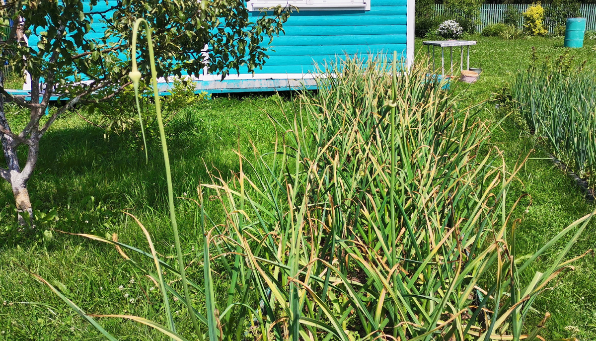 Чесночная стрелка встала почти вертикально - первый признак, что пора убирать чеснок, он вызрел.