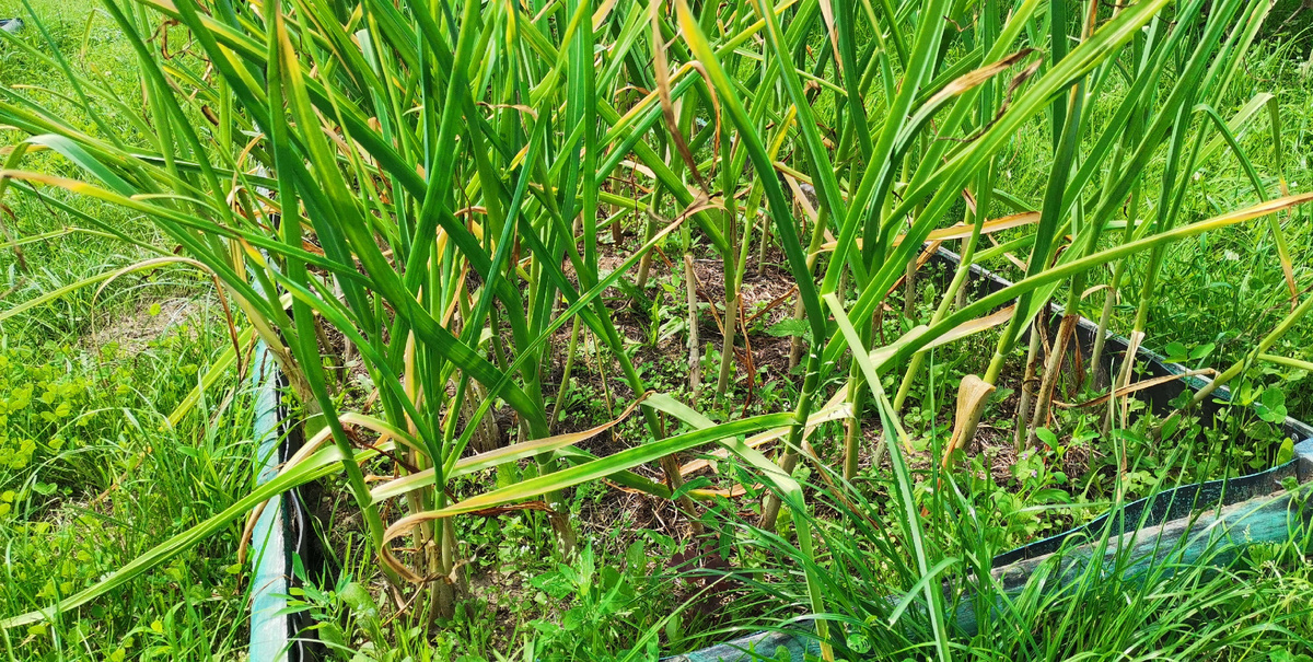 Стебли чеснока стали тонкими, уменьшились в размере