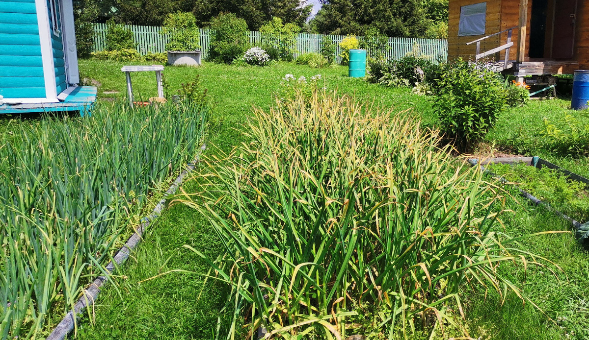 Листоя чеснока практически все пожелтели.