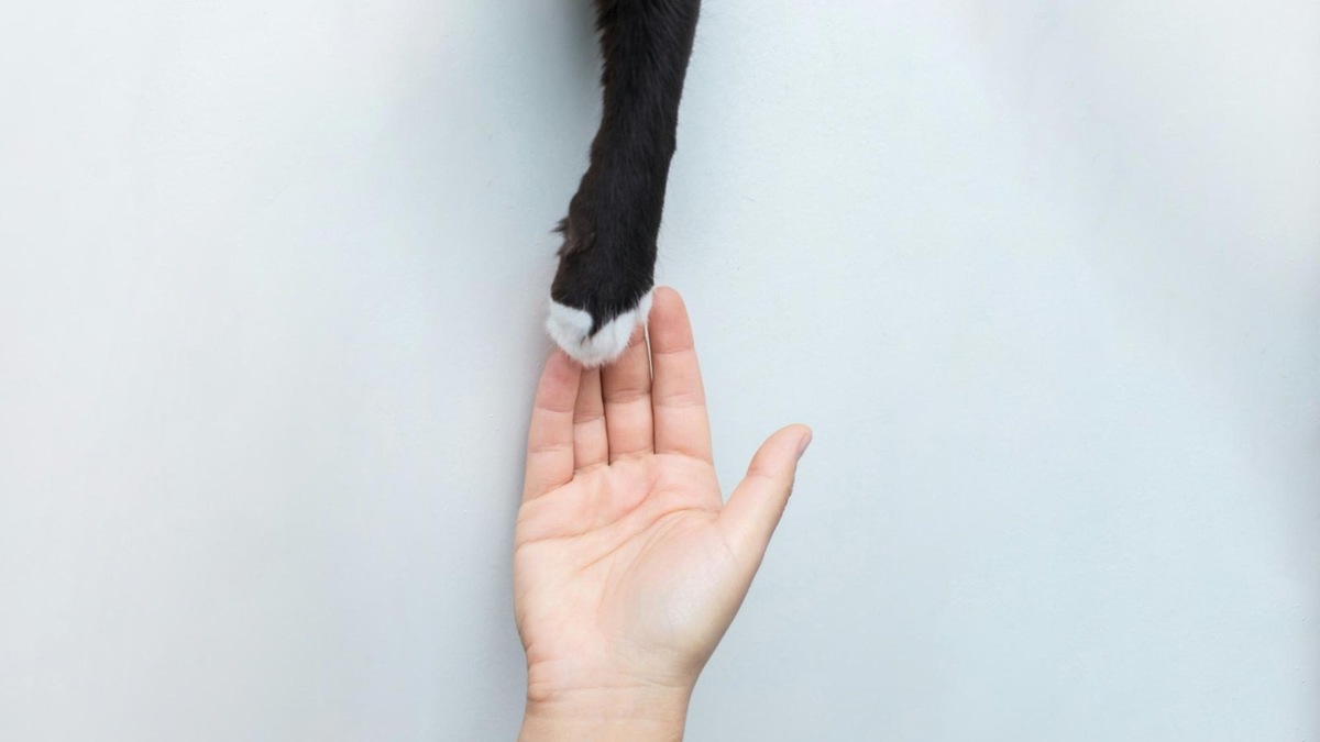    Уважение границ важно — кошки чувствуют, когда их держат по любви, а не по принуждению.