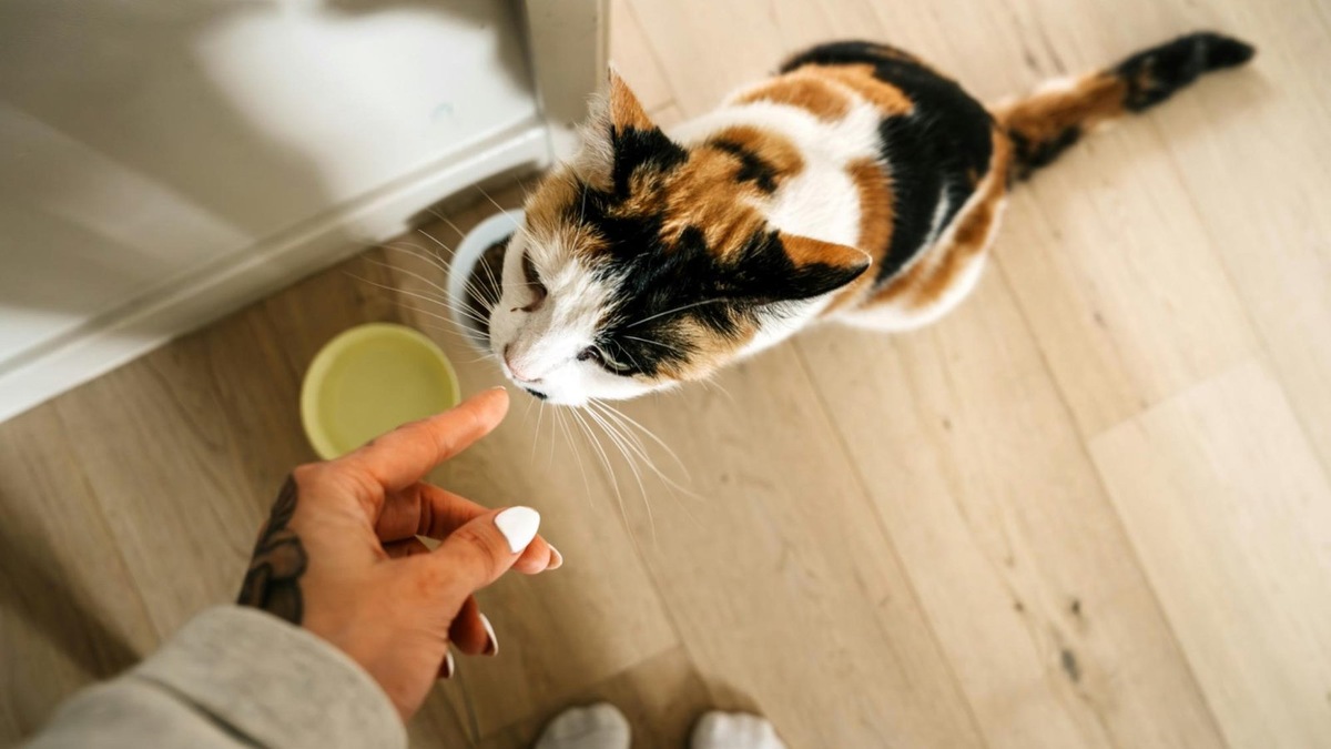    В глазах кошки забота — это и еда, и вовремя наполненная миска. Так строится доверие.