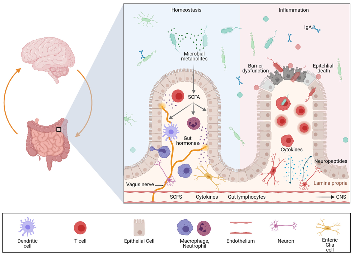 Влияние воспаления кишечника на связь между кишечником и мозгом. Сигналы, поступающие из кишечника, могут модулировать работу мозга, и последние данные свидетельствуют о том, что нарушение регуляции оси «кишечник — мозг» играет ключевую роль в развитии желудочно-кишечных и неврологических заболеваний, связанных с нейровоспалением и нейродегенерацией. 