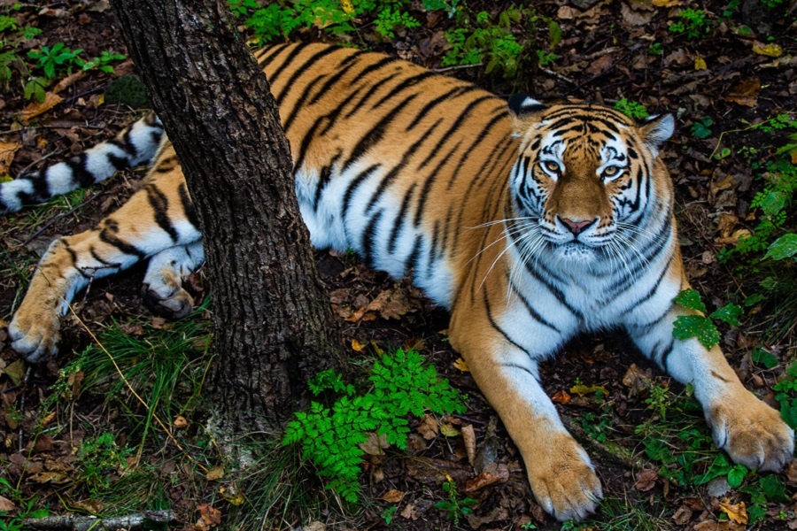 Амурский тигр. Фотография из интернета