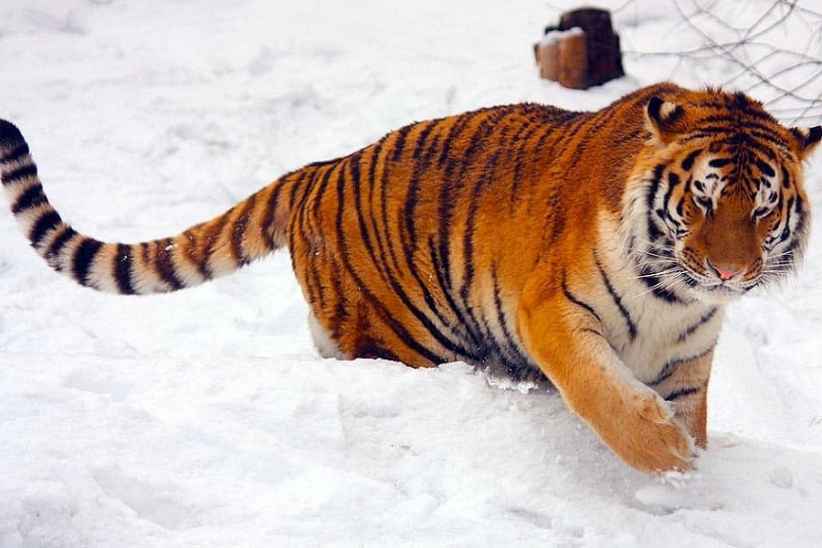 Амурский тигр. Фотография из интернета