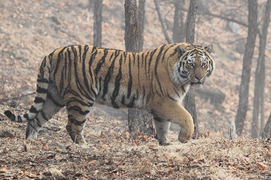 Амурский тигр. Фотография из интернета