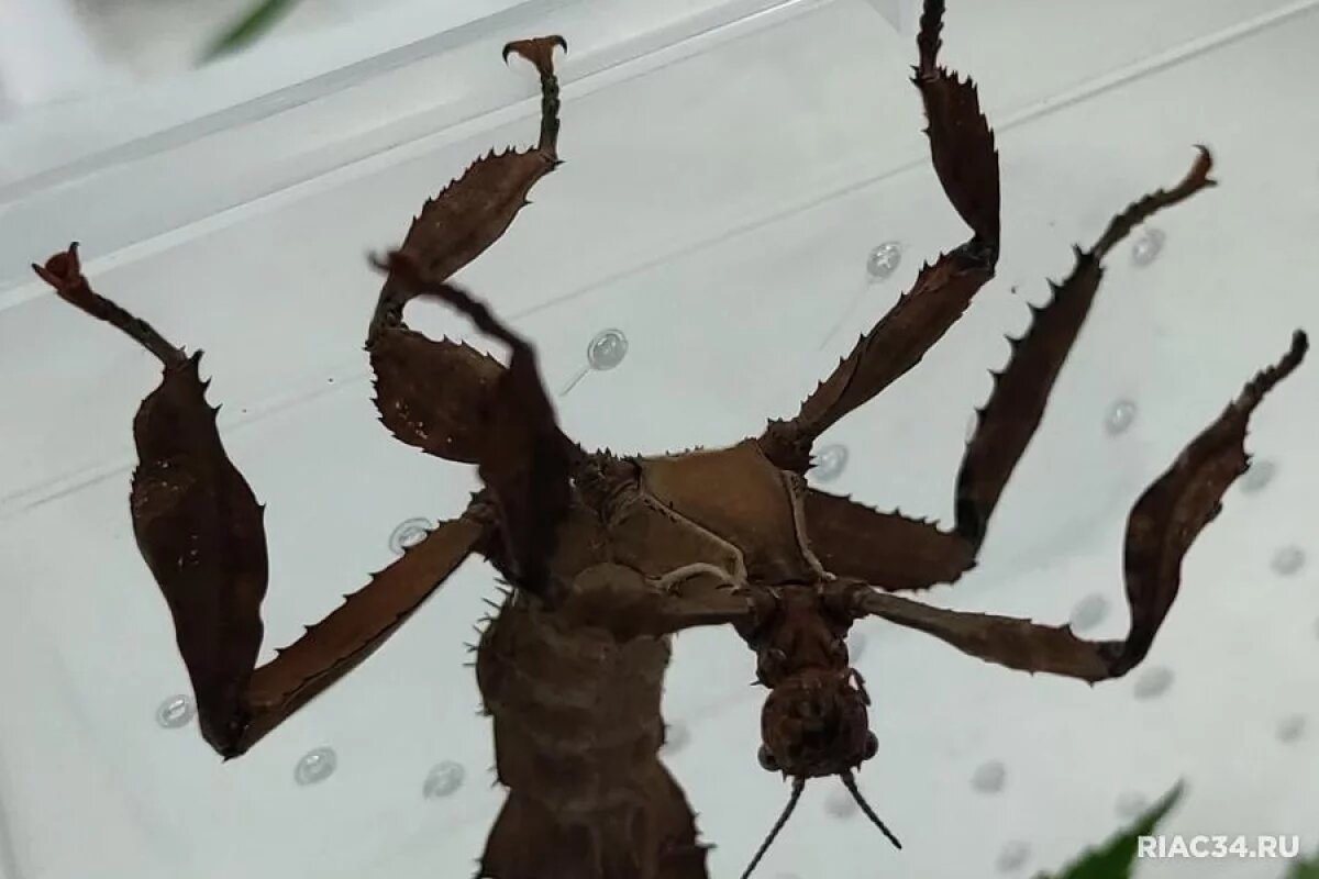    В ботсаду ВГСПУ ждут пополнение в семействе австралийских чудо-насекомых