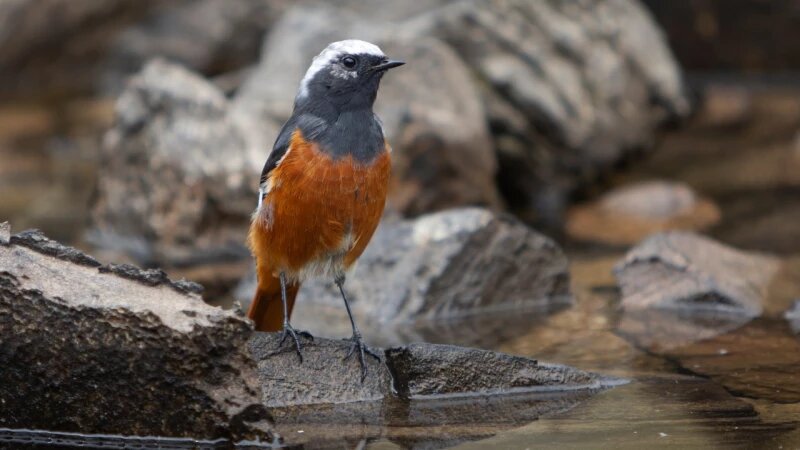     Краснобрюхая горихвостка в Сайлюгемском нацпарке Светлана Гейнц
