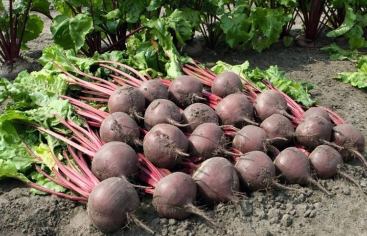    Фото: Минсельхоз Ставропольского края