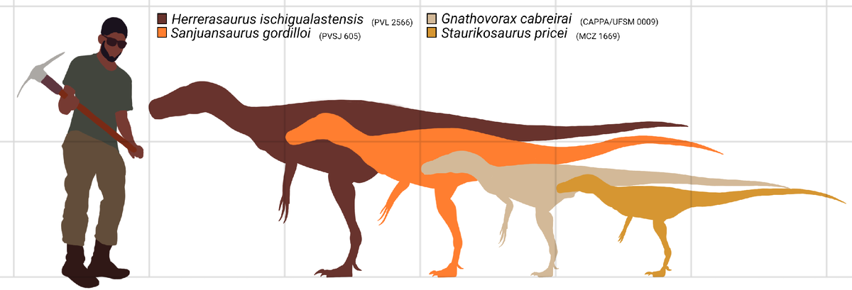 Размеры герреразаврид по сравнению с человеком.
