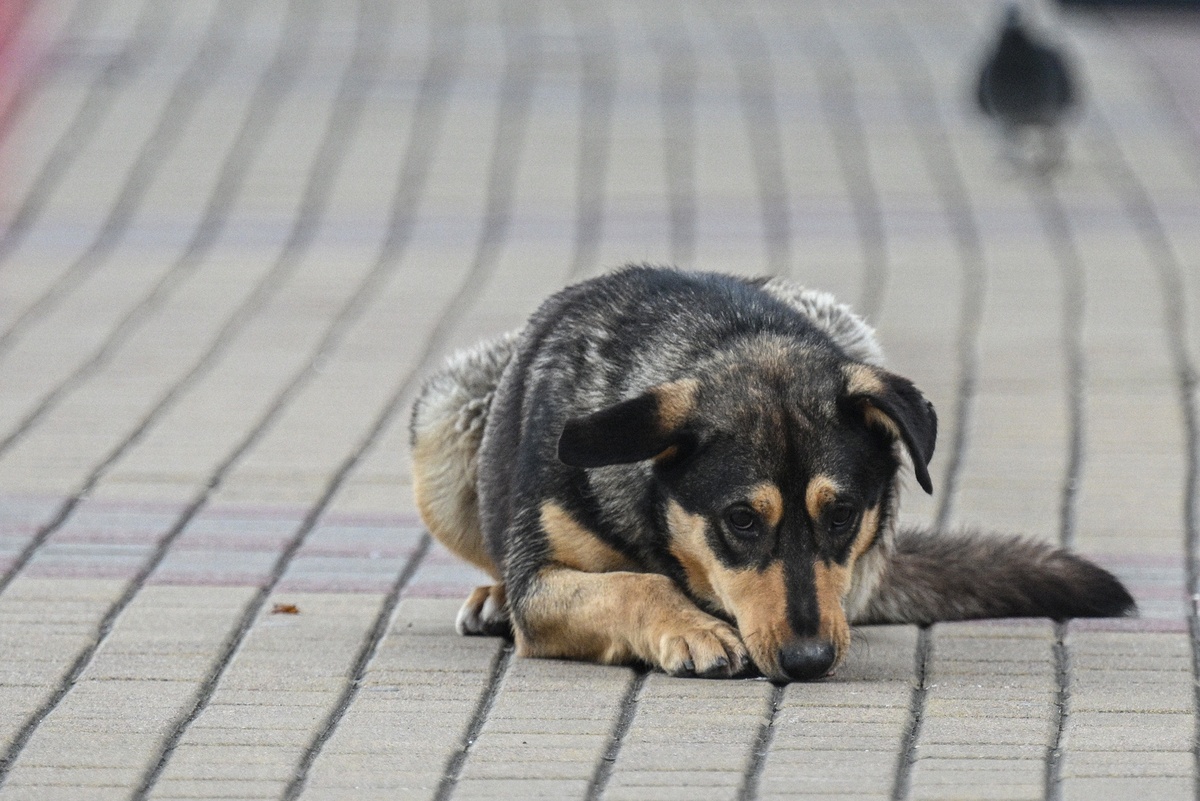    Рамиль Ситдиков/ РИА Новости
