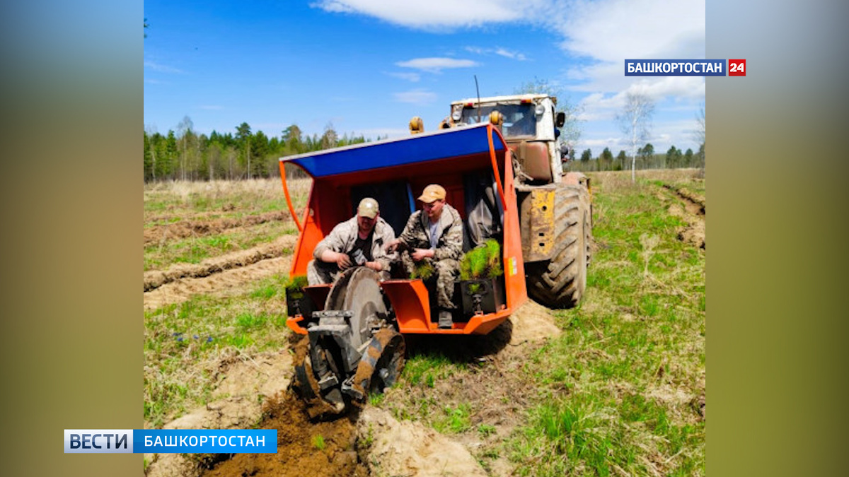   В Башкирии перевыполнили план весенних лесовосстановительных работ