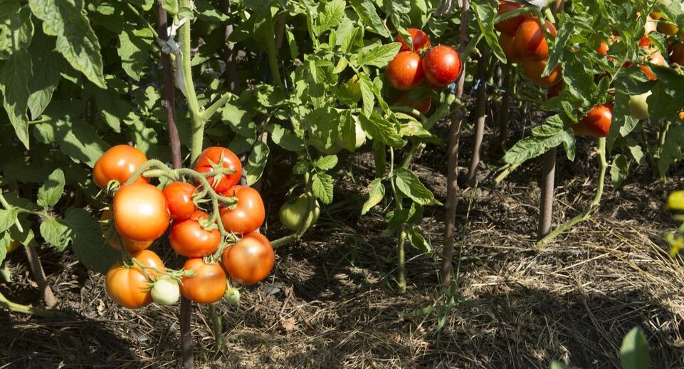    Nikolay Gyngazov/Global Look Press / www.globallookpress.com