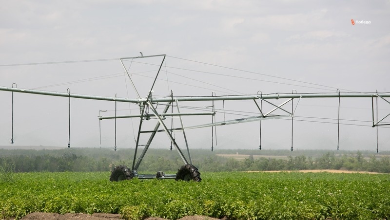    Ключевой задачей сельского хозяйства Ставропольского края является импортозамещение Фото: Валерия Алтухова / / ИА «Победа26»
