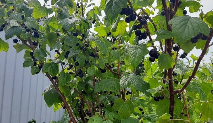 Как омолодить куст смородины