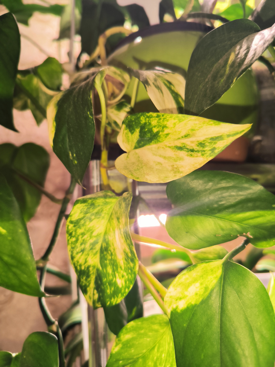 Эпипремнум Золотистый