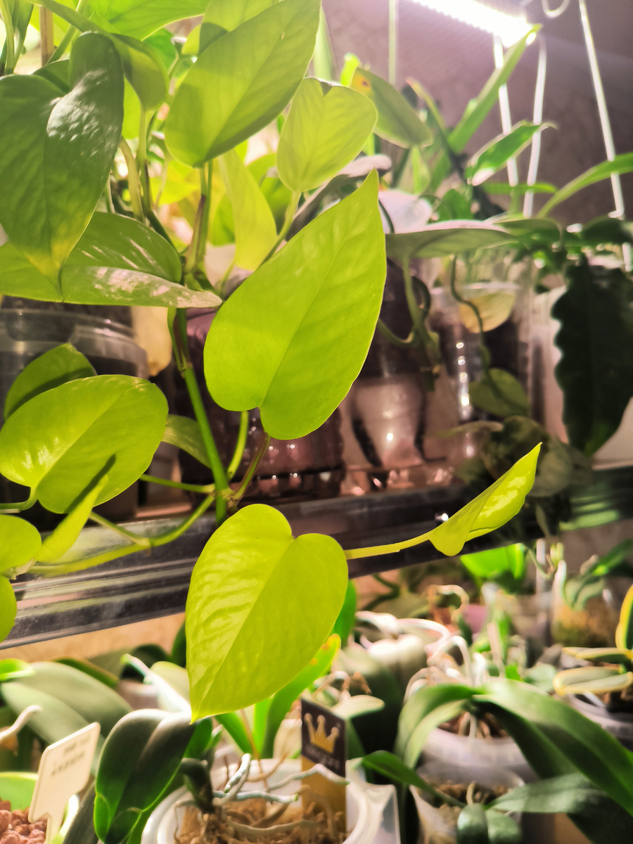 Эпипремнум Неон