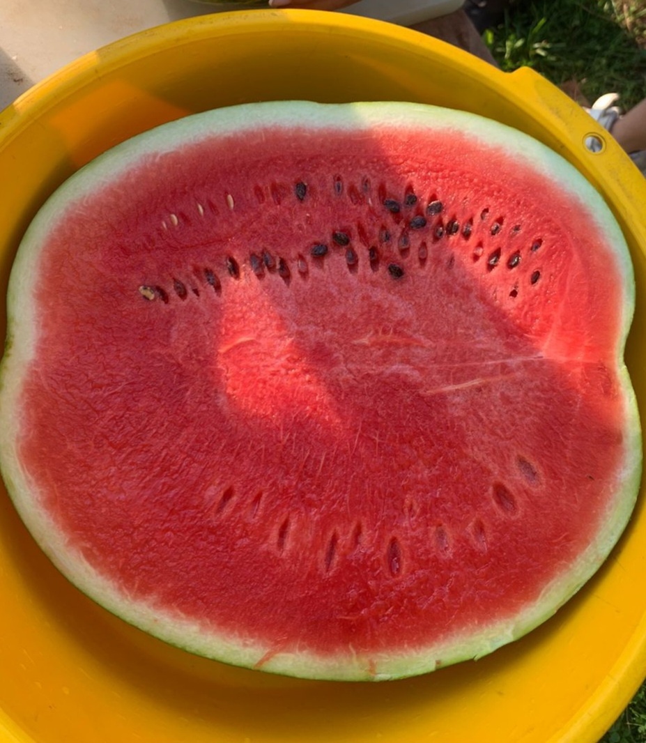    Как правильно выбрать арбуз: искать "девочку" не надо - есть способ получше