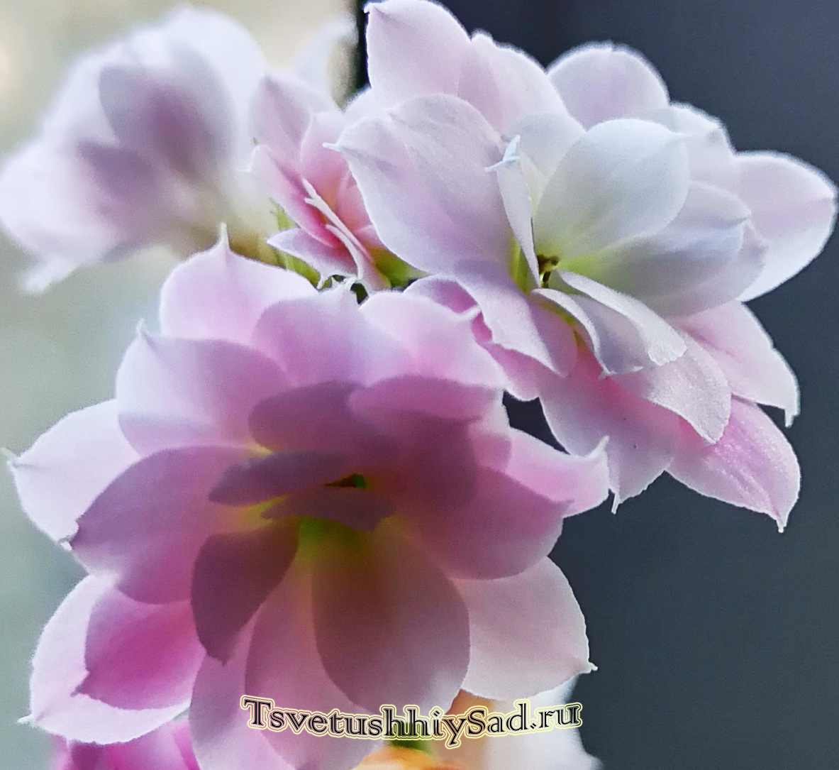  Цветок каланхоэ Блоссфельда