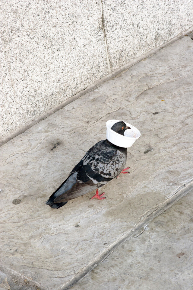 Фотограф Дэвид Гибсон