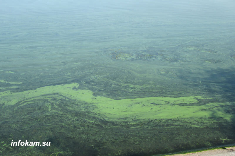    Волга «цветет»