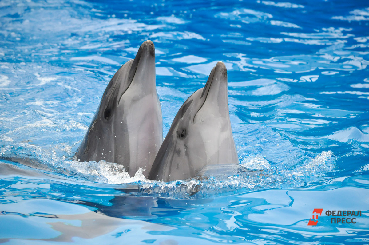 Экологи считают, что это может быть признаком улучшения экологической ситуации в регионе.  Фото: Фото: ФедералПресс / Екатерина Лазарева