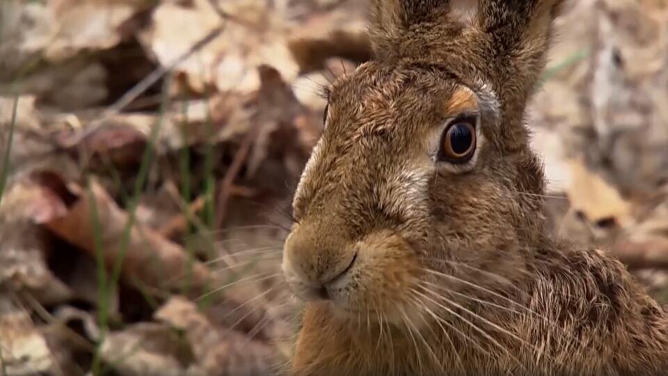 Фото: © Кадр из программы "Загадки человечества", РЕН ТВ