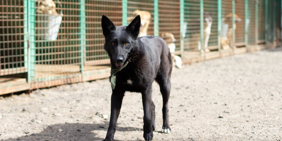 Тихая любовь: История Эни из приюта