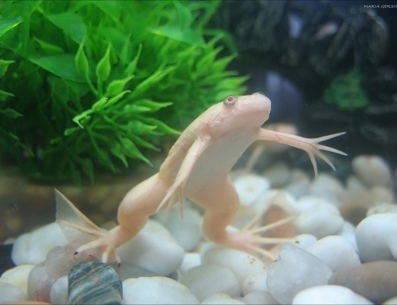 вот такое забавные милые существа проживали в нашем аквариуме.