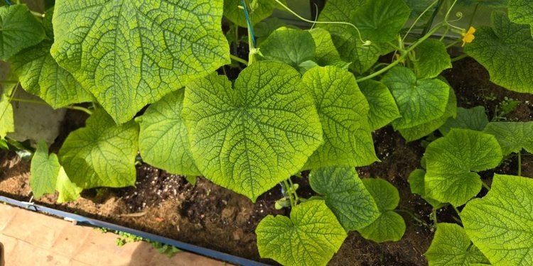    Фото: Лукьянов Дмитрий, AgroXXI.ru