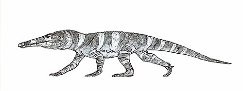 Стеносцелида. Реставрация.