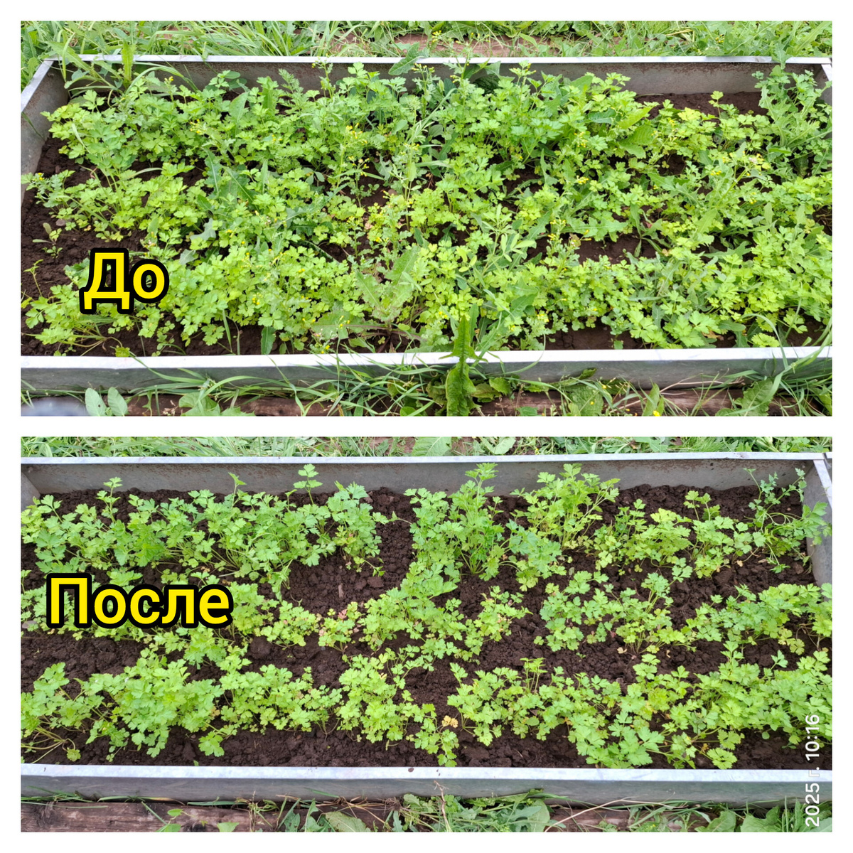 На фото одна грядка, вторую забыла сфотографировать. Результат виден, еще удобрила пусть растет моя петрушечка на заморозку, время еще есть.
